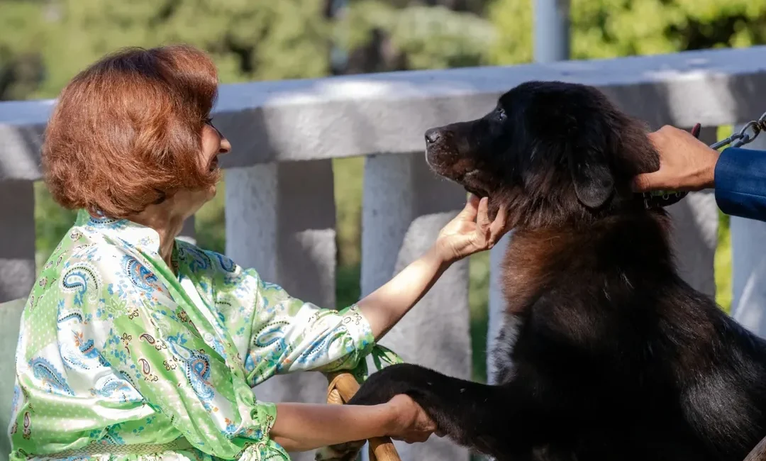 Makedon Oвчар Köpeği Karaman’ın Dünya Standartlarına Yaklaşması Makedon oвчар köpeği